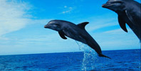 Dolphin Tours FL