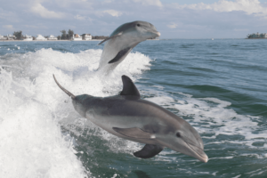 punta gorda dolphin tour