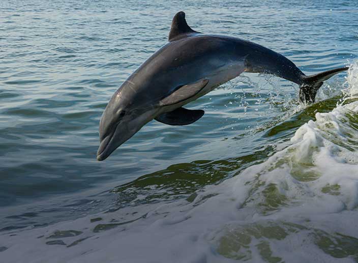 Dolphin Viewing Tour in Englewood FL