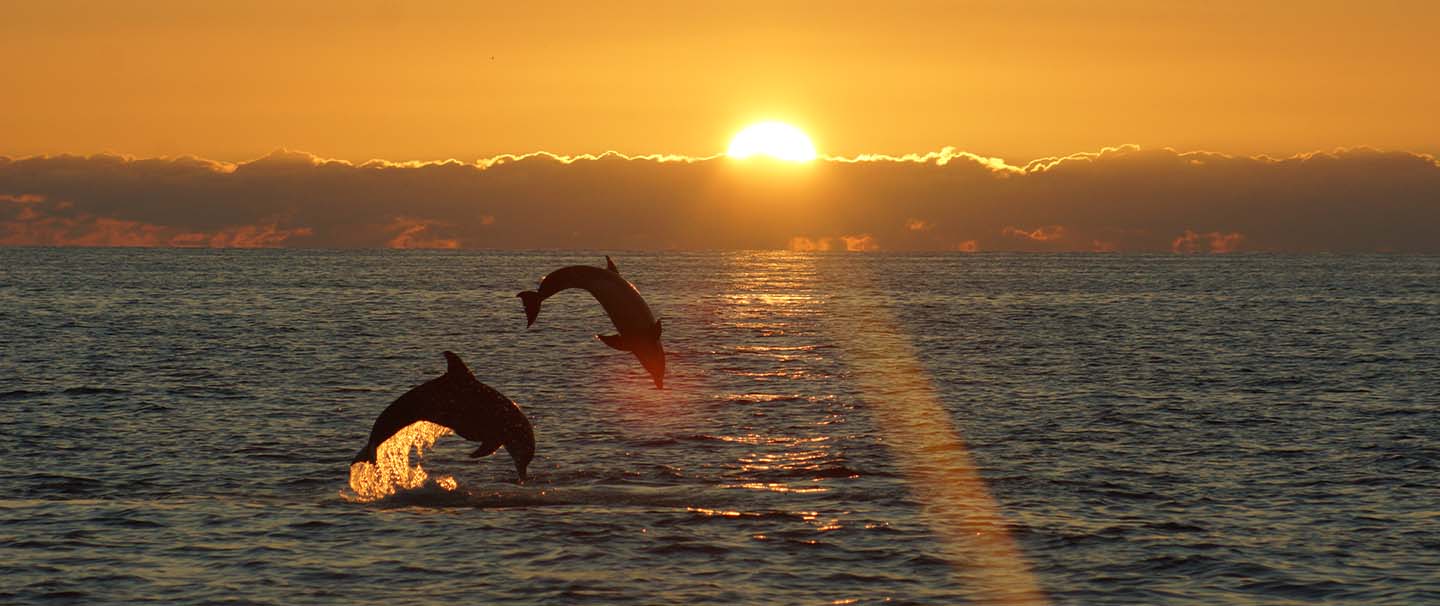 Private Dolphin Tour in Englewood FL