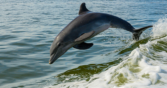 View Dolphins on a Boat Tour in Englewood FL